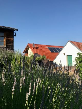 To je taková nádhera, když to u nás všechno rozkvete 🧡🌸🍀✨ #vinarskydumsedlec #sedlecumikulova #sedlec #ilovejiznimorava...